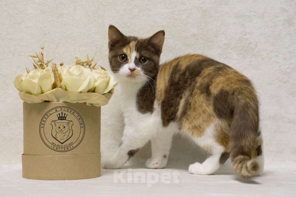 Кошки в Люберцах: Британский котенок Девочка, 50 000 руб. - фото 3