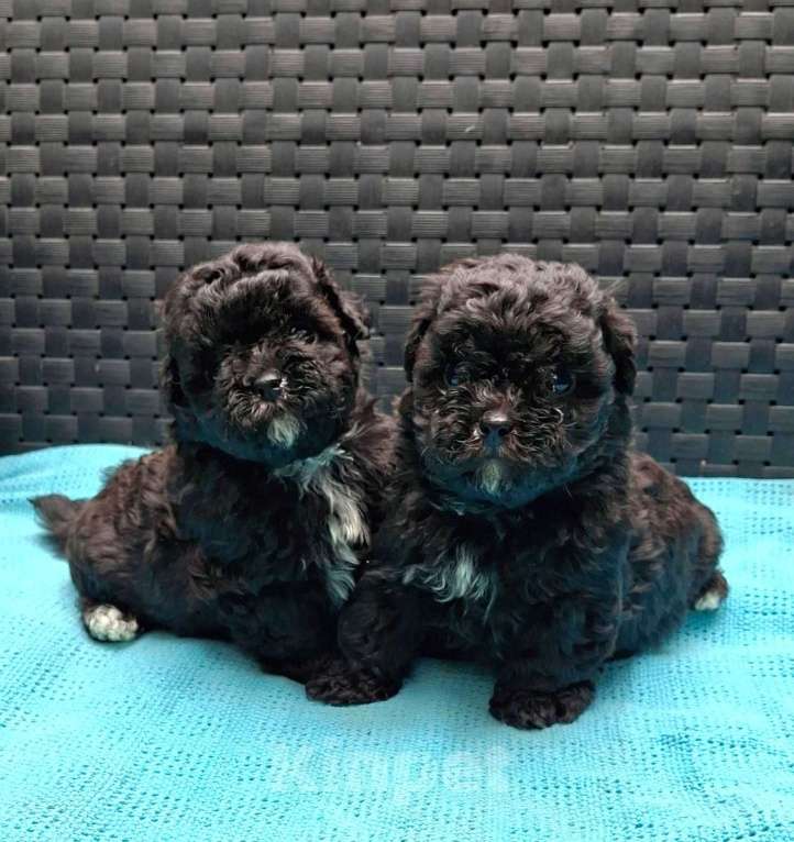 Собаки в Москве: Красивые малыши той пуделя. Девочка, 80 000 руб. - фото 2