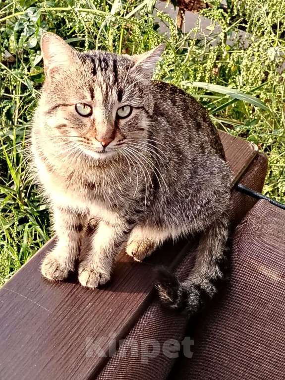 Кошки в Краснодаре: Спокойный, умный, ласковый котик ищет свой дом Мальчик, Бесплатно - фото 2