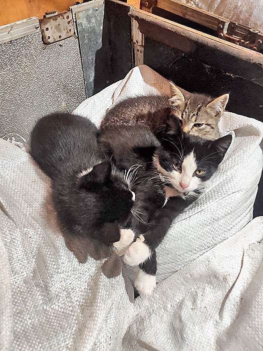 Кошки в Санкт-Петербурге: Ласковые, трогательные котята мальчики и девочки ищут дом Мальчик, 10 руб. - фото 3