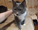 Кошки в Москве: Кот Тема ищет дом Мальчик, Бесплатно - фото 2