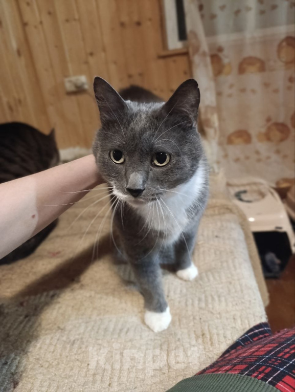 Кошки в Москве: Кот Тема ищет дом Мальчик, Бесплатно - фото 2