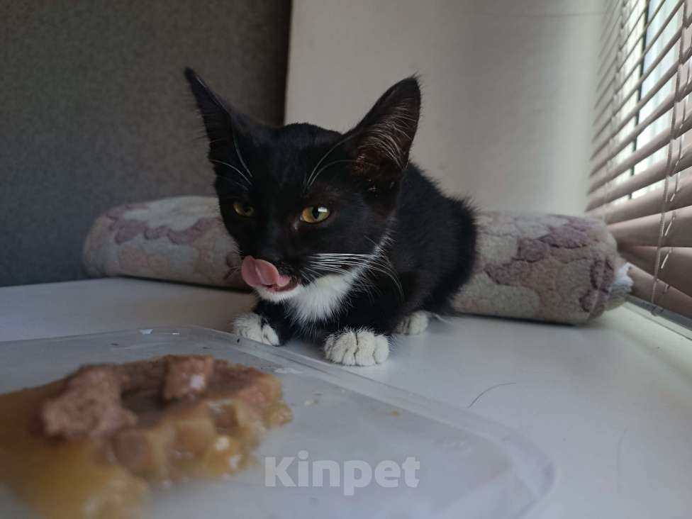 Кошки в Оренбурге: Любопытный котёнок Девочка, Бесплатно - фото 2