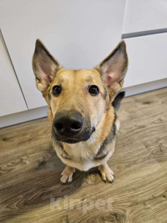 Собаки в Санкт-Петербурге: Ласковая собачка с короткими лапками Девочка, Бесплатно - фото 6