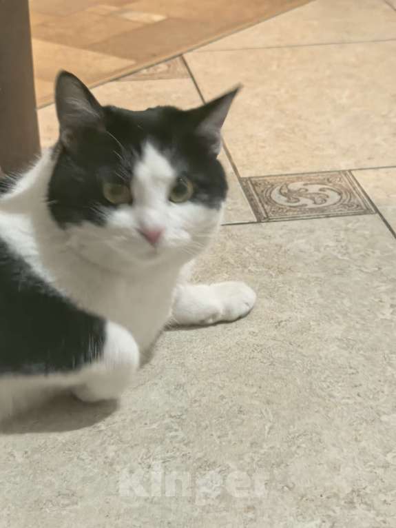 Кошки в Липецке: Кот Петя Мальчик, Бесплатно - фото 2