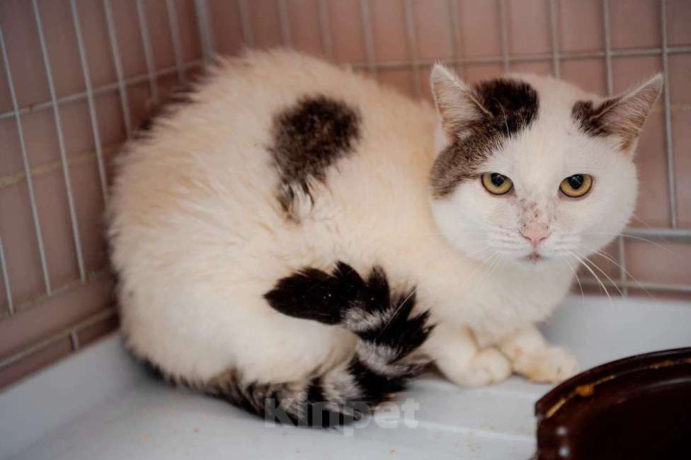 Кошки в Вологде: Паинька Девочка, Бесплатно - фото 1