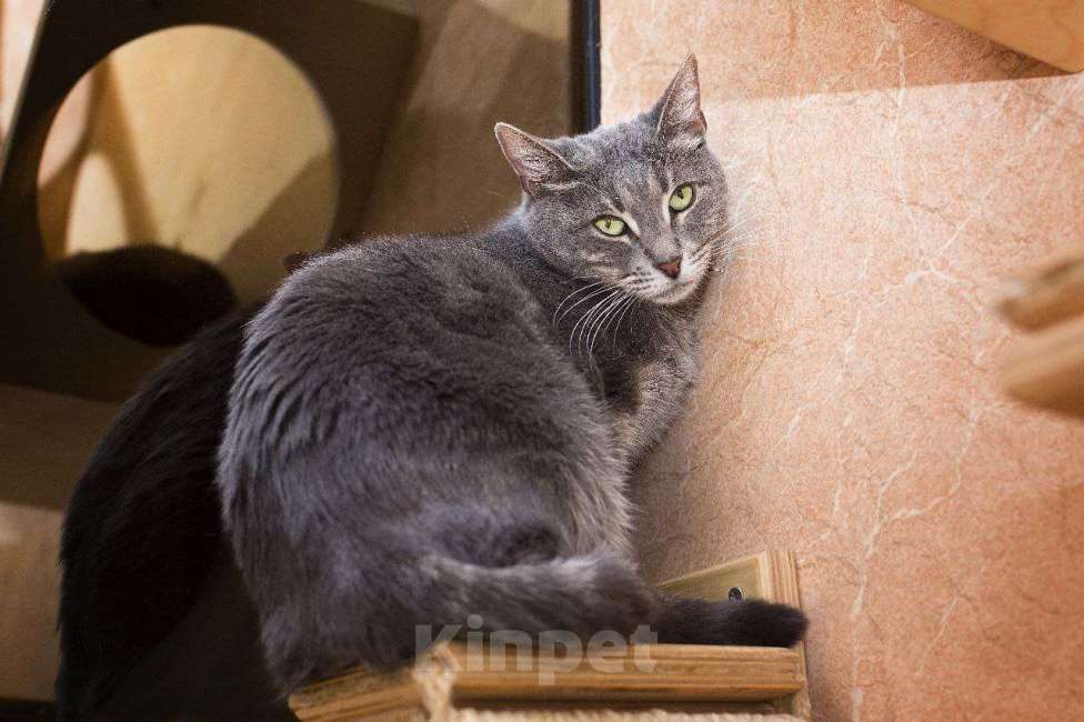 Кошки в Москве: Скоро 1500 дней, как Мишель ждёт свою семью.  Девочка, Бесплатно - фото 2