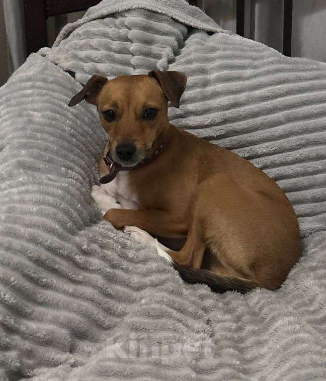 Собаки в Ростове-на-Дону: ПРОПАЛА СОБАКА Девочка, Бесплатно - фото 1