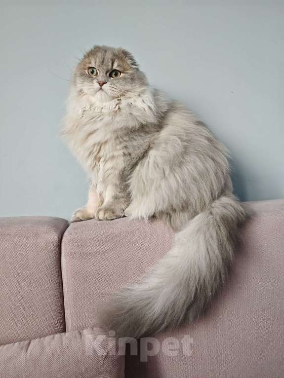 Кошки в Москве: Длинношертсный шотландский красавец Мальчик, 45 000 руб. - фото 6