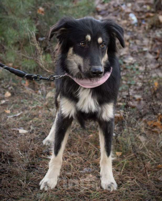 Собаки в Раменском: Застенчивая девочка в хорошие руки Девочка, Бесплатно - фото 6