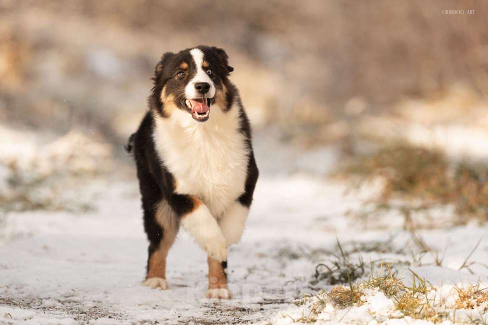 Собаки в Москве: Миниатюрная Американская Овчарка Щенок  Мальчик, 60 000 руб. - фото 2