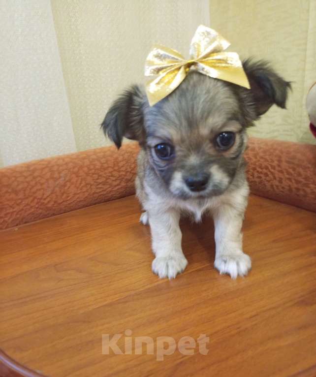 Собаки в Орле: Собаки Мальчик, 15 000 руб. - фото 3