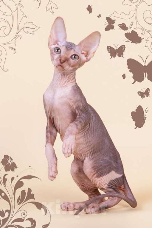 Кошки в Москве: Питомник Скорпион предлагает котят. Мальчик, Бесплатно - фото 6