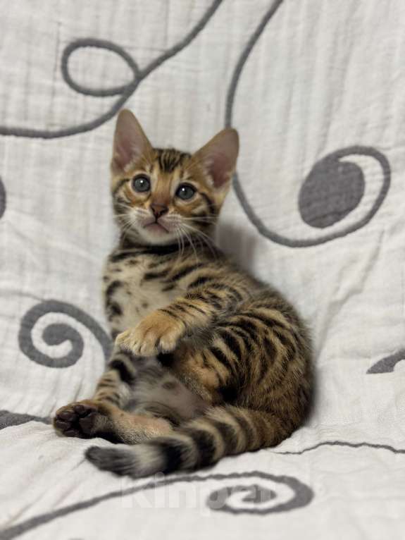 Кошки в Москве: Котенок бенгальский мальчик Мальчик, Бесплатно - фото 1