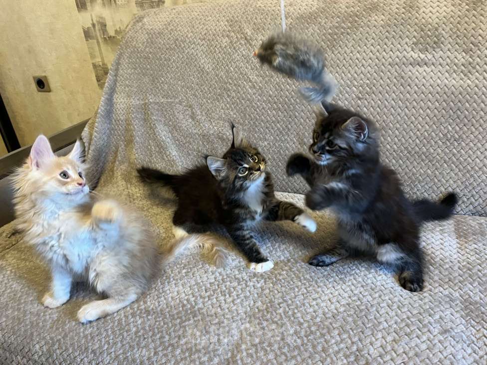 Кошки в Томске: Бронирование котенка мейн-кун Мальчик, 50 000 руб. - фото 4