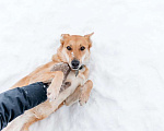 Собаки в Москве: Рыжая красавица собачка Белла в добрые руки Девочка, 1 руб. - фото 2