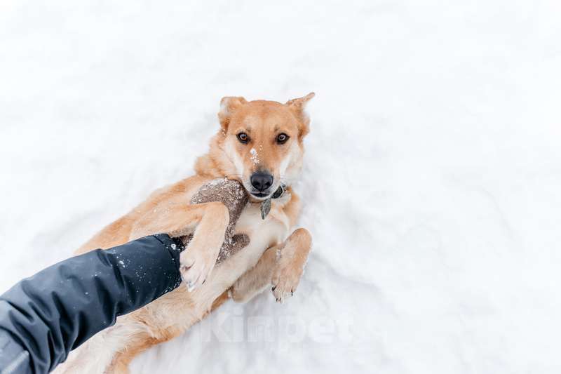Собаки в Москве: Рыжая красавица собачка Белла в добрые руки Девочка, 1 руб. - фото 2