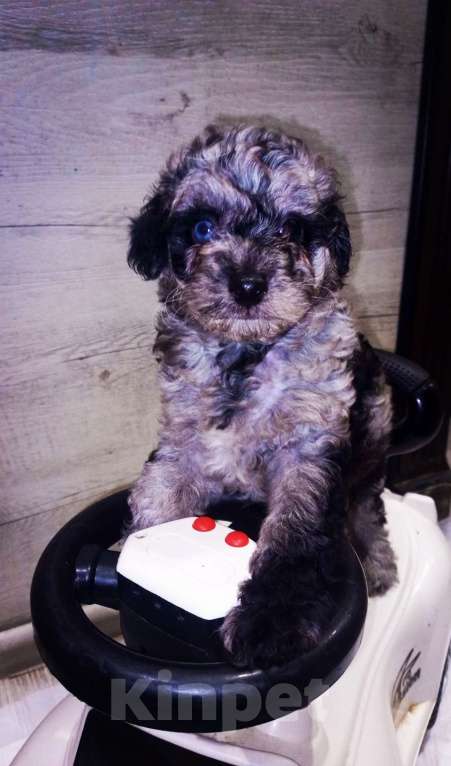 Собаки в Брянске: Шикарные щенки той пуделя🥰 Девочка, 40 000 руб. - фото 5