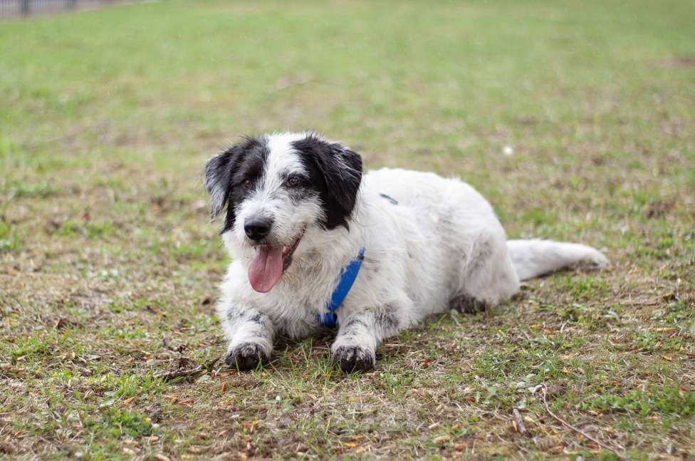 Собаки в Москве: Верный ласковый Сэмми в поисках заботливой семьи Мальчик, Бесплатно - фото 7