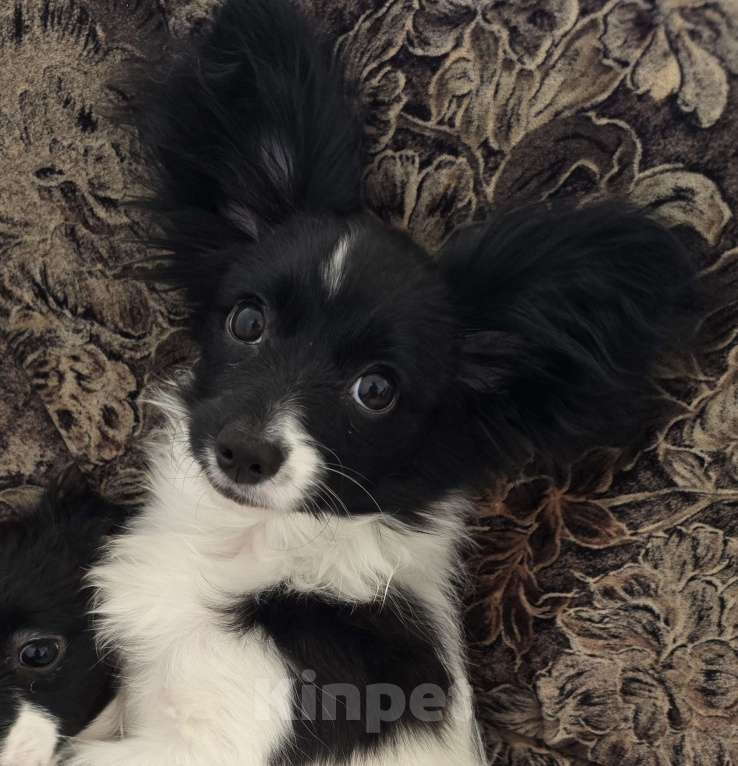 Собаки в других городах Московской области: Щенки Папийон девочки и мальчики Мальчик, 25 000 руб. - фото 6