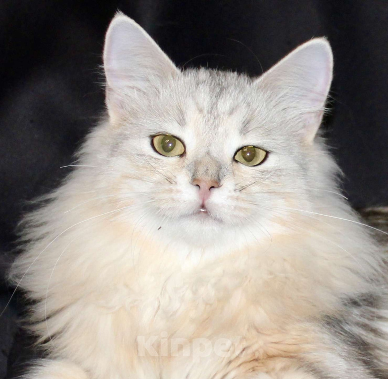 Кошки в Тюмени: Сибирский котёнок Девочка, 15 000 руб. - фото 1