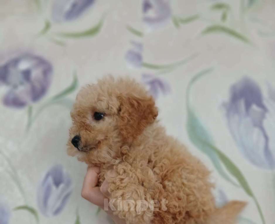 Собаки в Туле: Девочка  Девочка, 50 000 руб. - фото 3