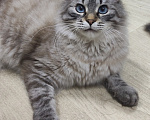 Кошки в Москве: Феофан ищет дом Мальчик, Бесплатно - фото 6