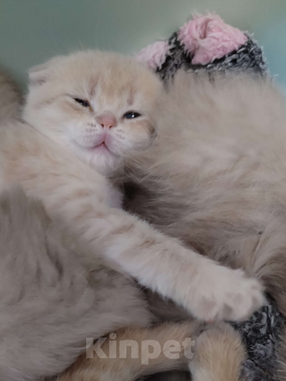 Кошки в Астрахани: Шотландские котята Разнополые, 35 000 руб. - фото 1