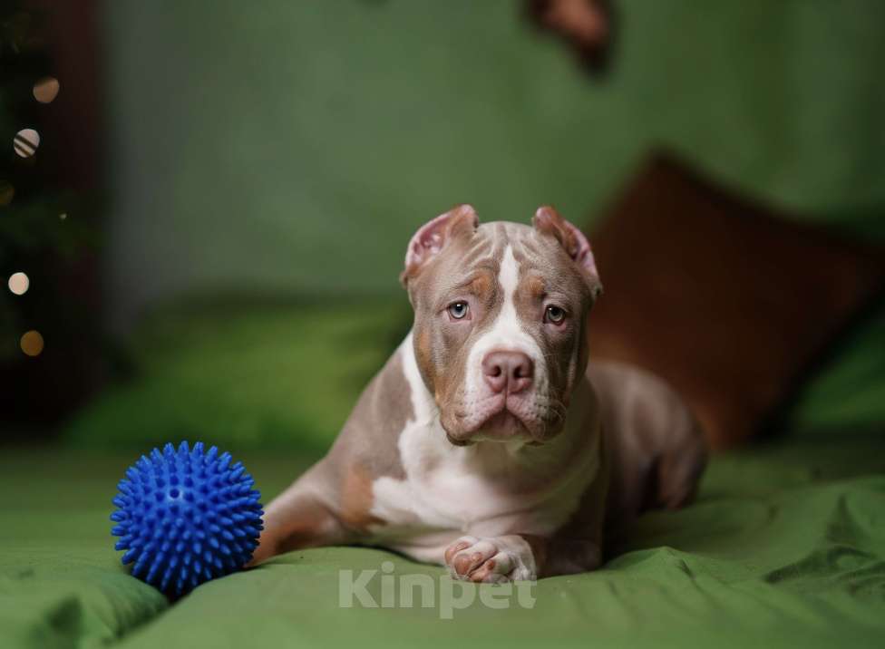 Собаки в Пикалево: Американский булли щенок Мальчик, 120 000 руб. - фото 4