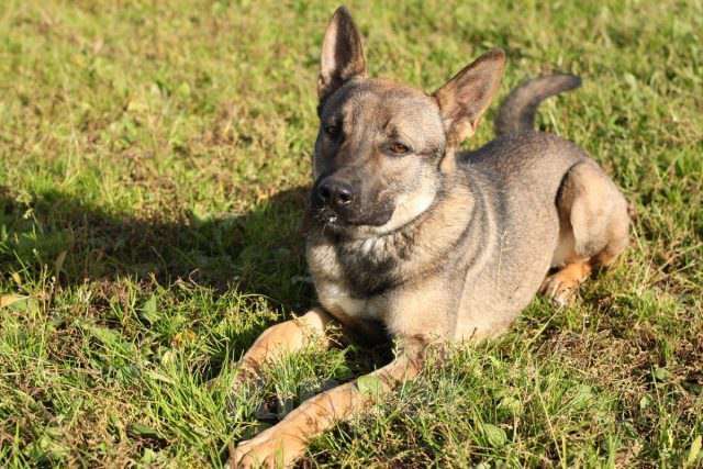 Собаки в Москве: Марс Мальчик, Бесплатно - фото 2