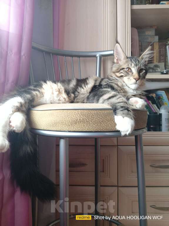 Кошки в Санкт-Петербурге: Bernadett Аква Хулиган Девочка, 65 000 руб. - фото 2