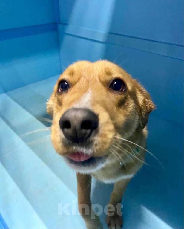 Собаки в Москве: У Тошки осталось только 3 дня Мальчик, Бесплатно - фото 2