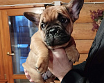 Собаки в Москве: Французский бульдог  Мальчик, 40 000 руб. - фото 4