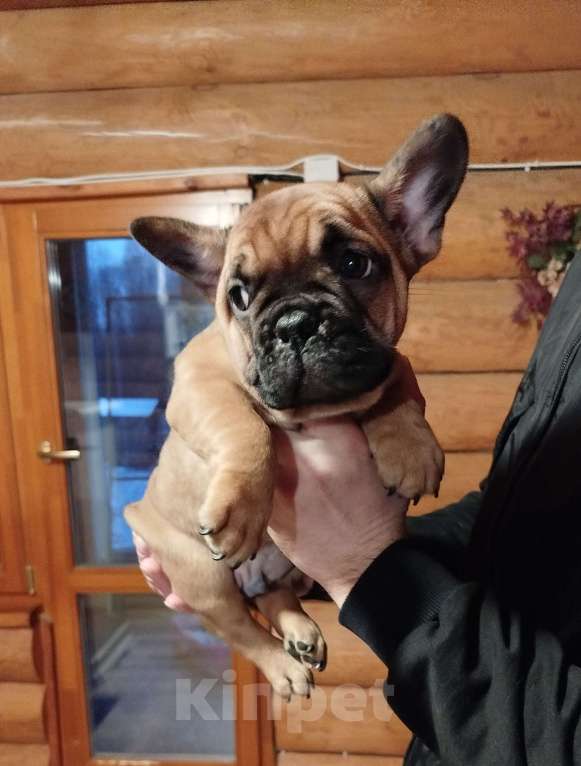 Собаки в Москве: Французский бульдог  Мальчик, 40 000 руб. - фото 4