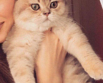 Кошки в Химках: Вязка с красивым шотландцем❤️, 2 000 руб. - фото 4