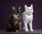 Кошки в Ливны: Котята без подшерстка, 15 руб. - фото 4