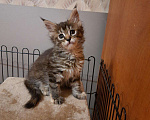 Кошки в Кудымкаре: Котята Мейн Кун, 17 000 руб. - фото 2