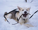 Собаки в Москве: Молодой красавец хаски Грей ищет дом Мальчик, Бесплатно - фото 4