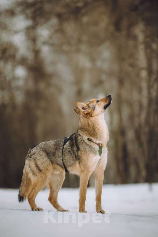Собаки в Москве: Собака в добрые руки Мальчик, Бесплатно - фото 1