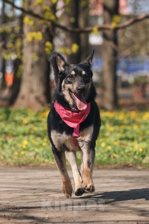 Собаки в Москве: Нежная Нуара в поисках дома Девочка, Бесплатно - фото 6