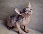 Кошки в Краснодаре: Котёнок Сфинкс Эльф мальчик Мальчик, Бесплатно - фото 5