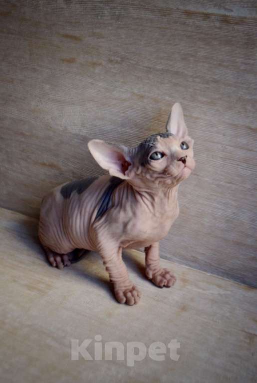 Кошки в Краснодаре: Котёнок Сфинкс Эльф мальчик Мальчик, Бесплатно - фото 5