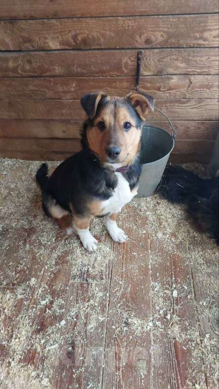 Собаки в Москве: Щенок 5 месяцев Моцарт очень нуждается в доме Мальчик, Бесплатно - фото 8