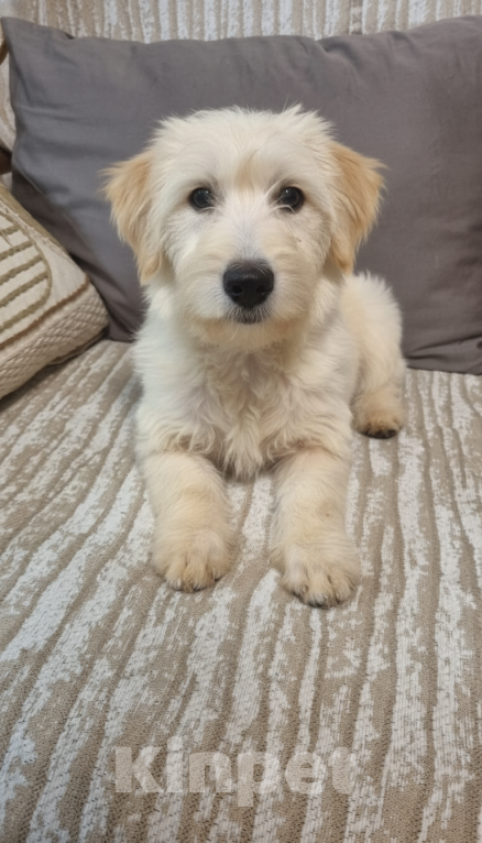 Собаки в Москве: Пшеничная душа в миниатюре Девочка, Бесплатно - фото 1