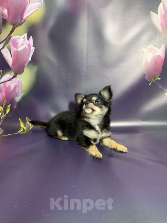 Собаки в Москве: Щенок чихуахуа, мальчик, длиношерстный.  Мальчик, 65 000 руб. - фото 10