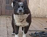 Собаки в Зарайске: Пропала собака Девочка, 2 000 руб. - фото 2