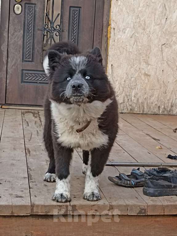Собаки в Зарайске: Пропала собака Девочка, 2 000 руб. - фото 2