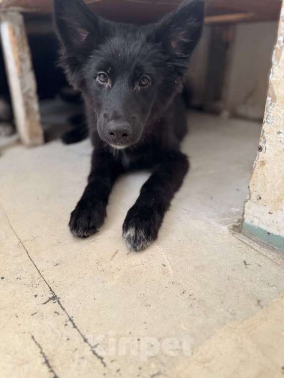 Собаки в Москве: Отдам щенка срочно Девочка, Бесплатно - фото 3