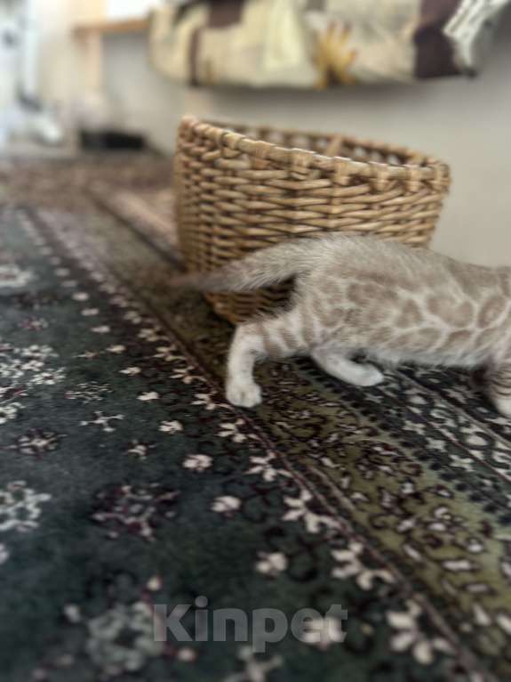 Кошки в Казани: Линкс розетка  Девочка, 35 000 руб. - фото 6