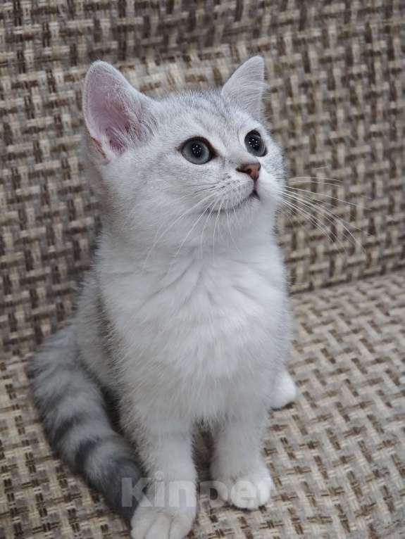 Кошки в Ангарске: Dianna Девочка, Бесплатно - фото 3